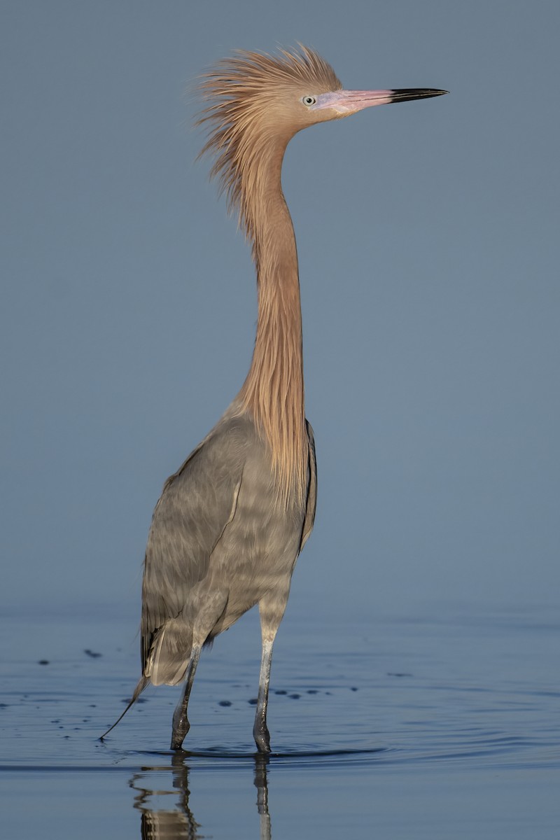 Reddish Egret - ML631419199