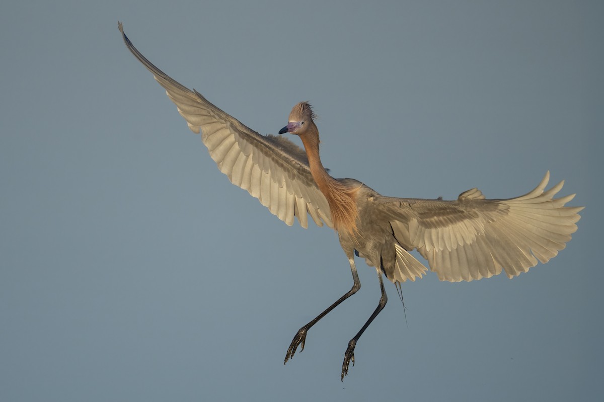 Reddish Egret - ML631419227