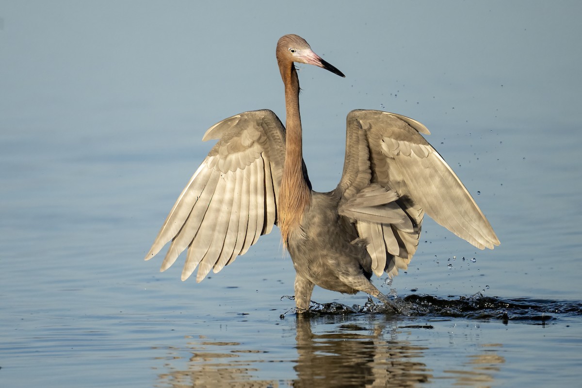 Reddish Egret - ML631419271