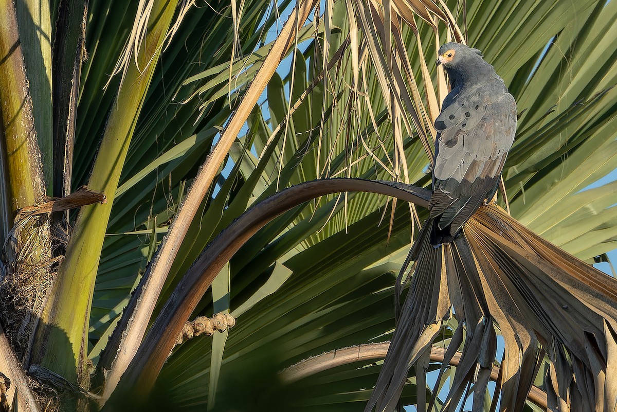 African Harrier-Hawk - ML631419280