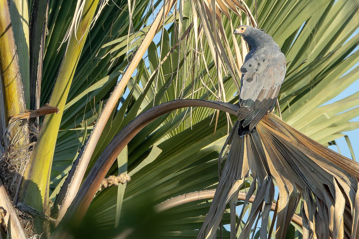 African Harrier-Hawk - ML631419281