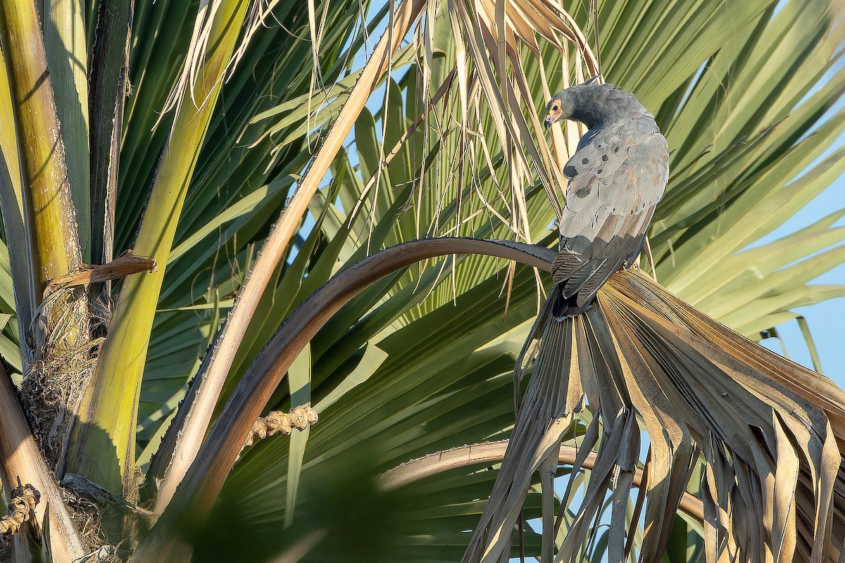 African Harrier-Hawk - ML631419282