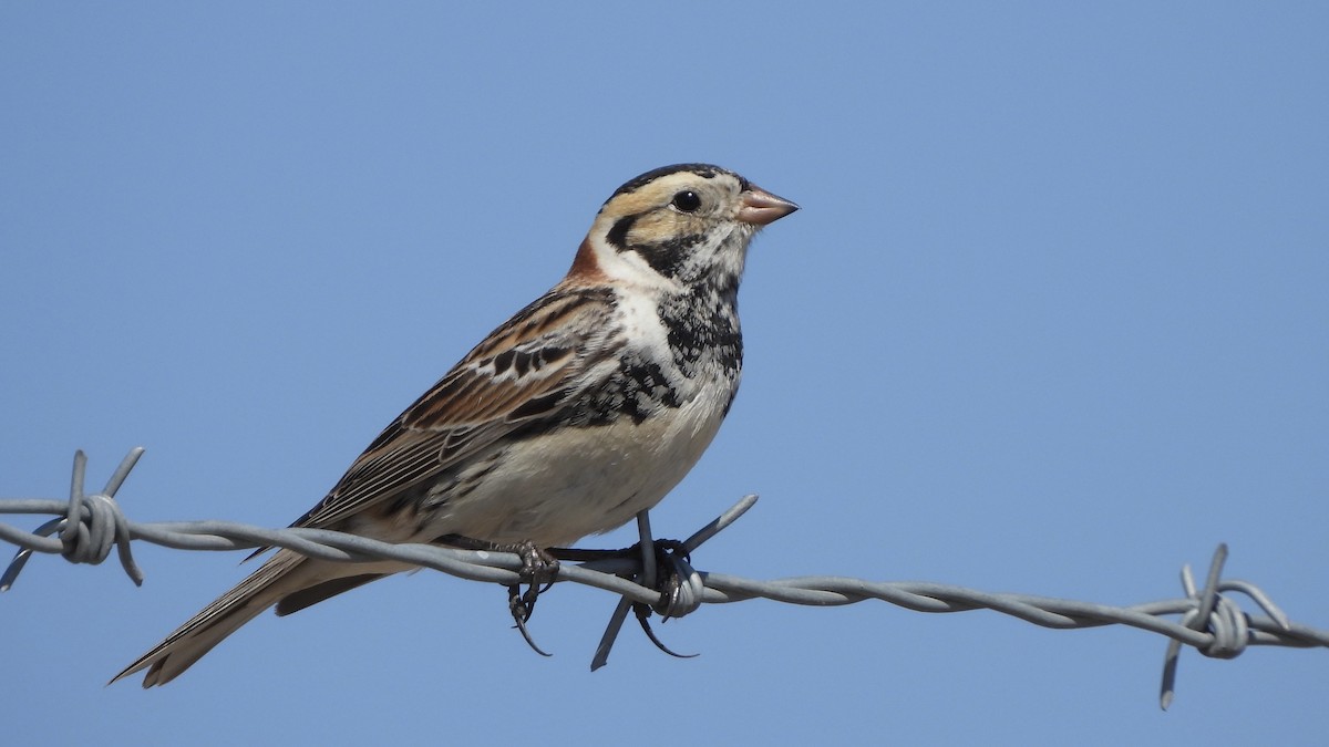 Lapland Longspur - ML631419466