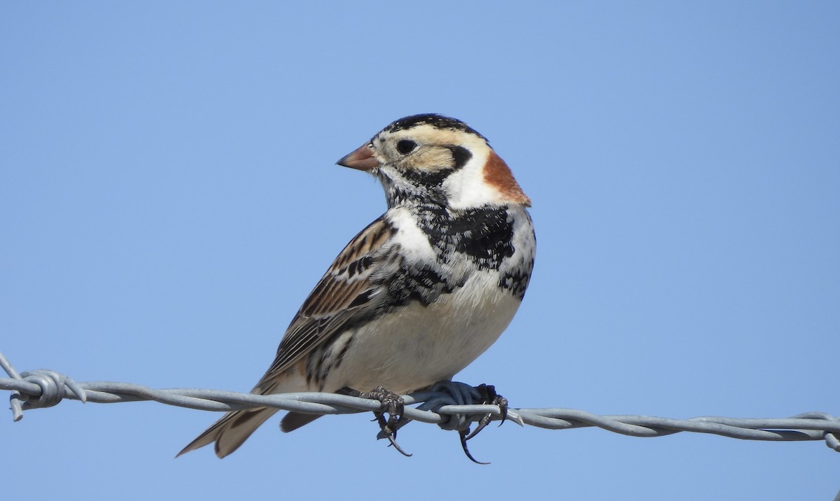 Lapland Longspur - ML631419467