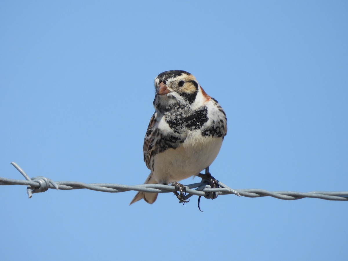 Lapland Longspur - ML631419469