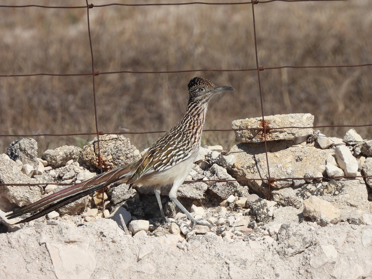 Greater Roadrunner - ML631419470