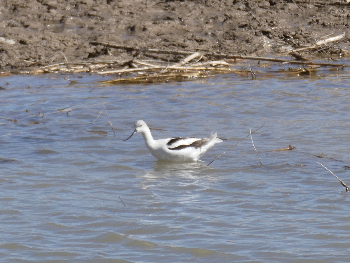 American Avocet - ML631419843