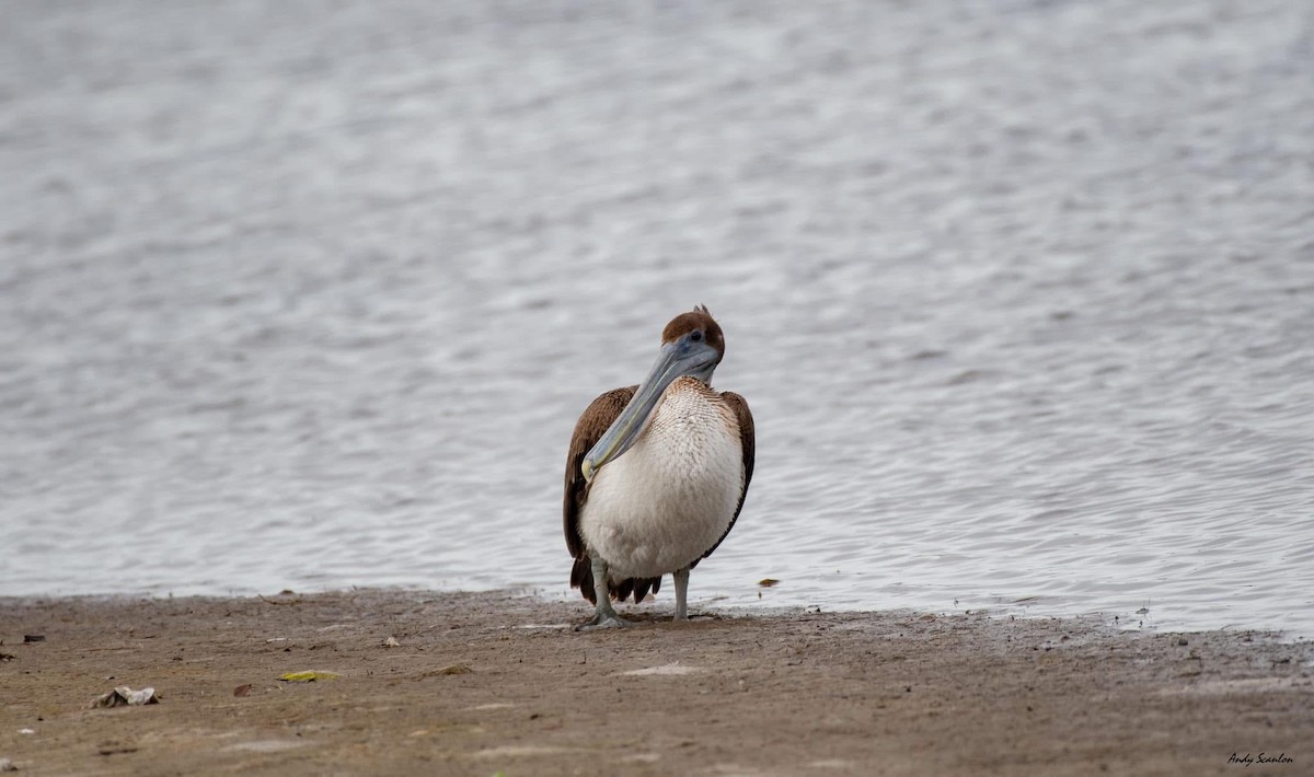 Brown Pelican - ML631419900