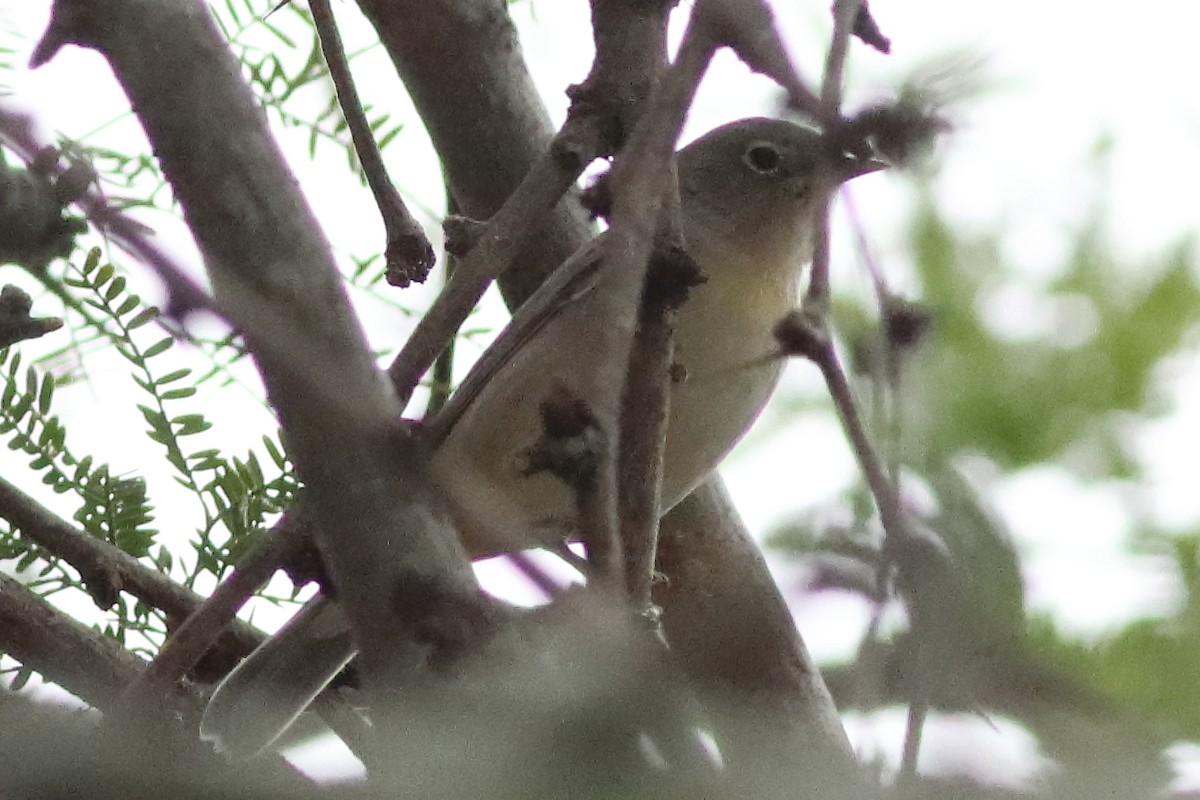 Virginia's Warbler - ML631419919