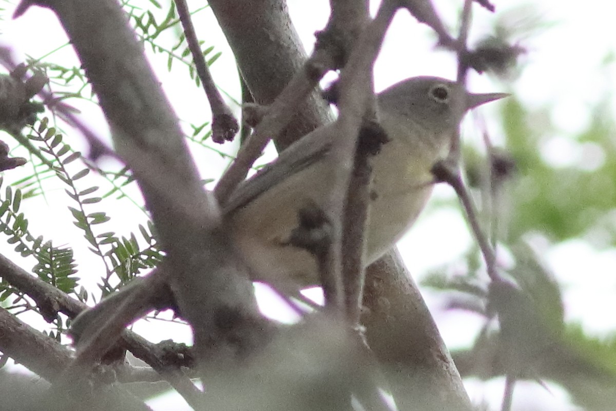 Virginia's Warbler - ML631419922