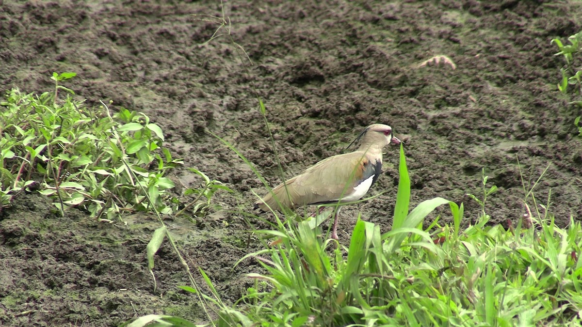 Southern Lapwing - ML631420003