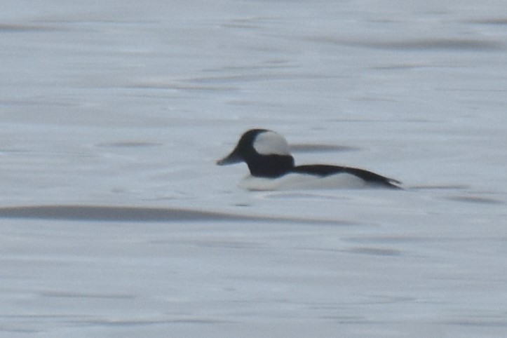 Bufflehead - ML631420048