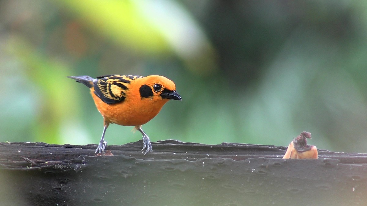 Golden Tanager - ML631420226