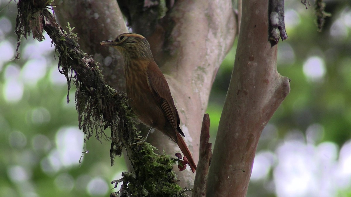 Scaly-throated Foliage-gleaner - ML631420318