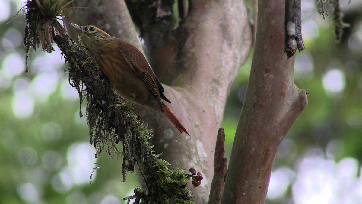 Scaly-throated Foliage-gleaner - ML631420352