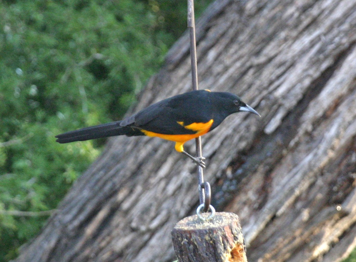 Black-vented Oriole - ML631420856