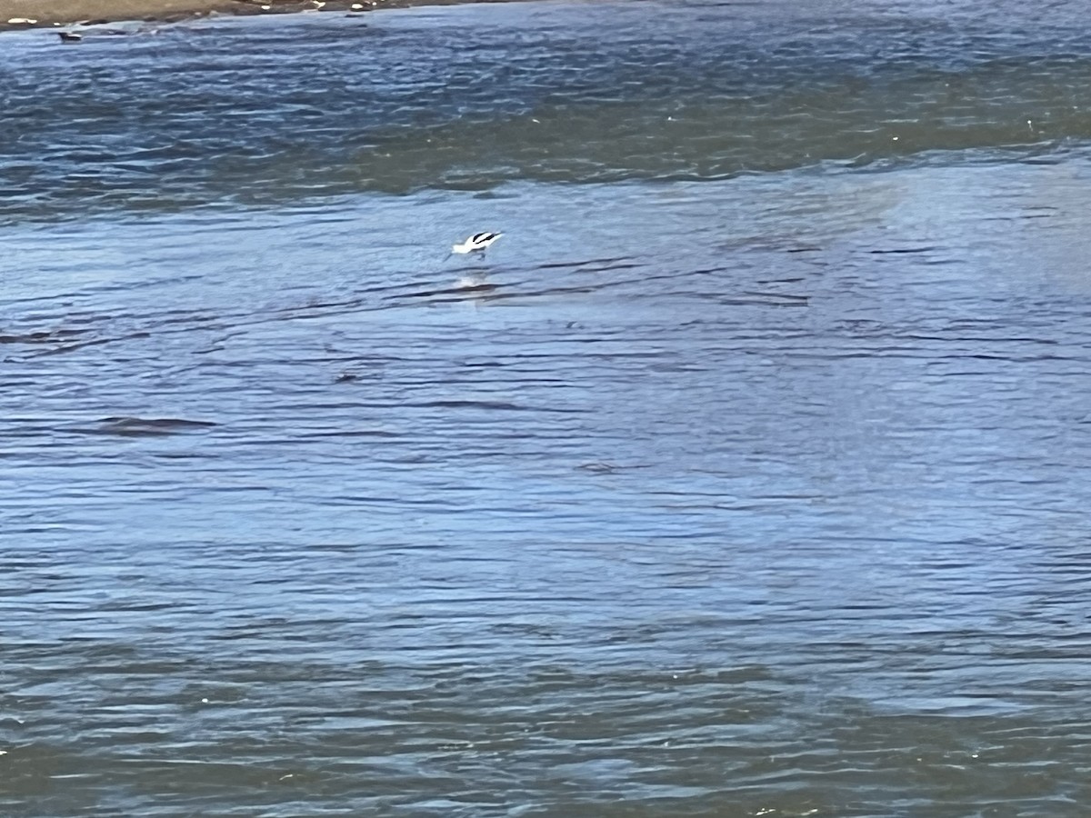 American Avocet - ML631420859