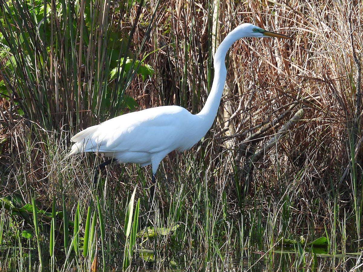Great Egret - ML631420885
