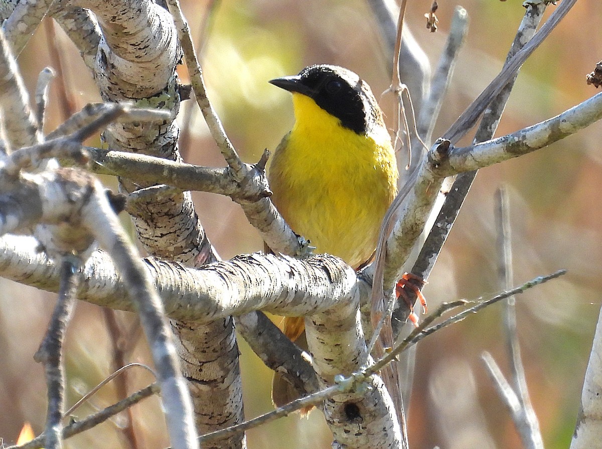 Common Yellowthroat - ML631420915