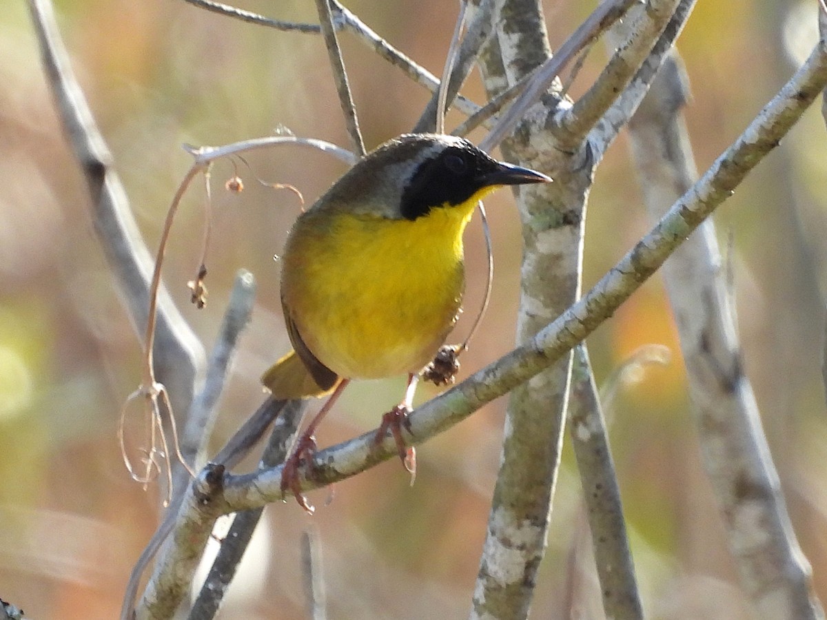 Common Yellowthroat - ML631420937