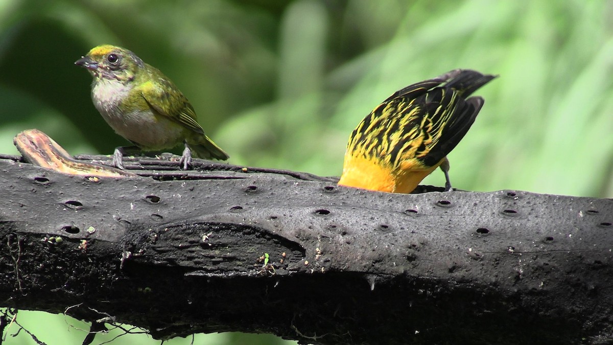 Silver-throated Tanager - ML631421085