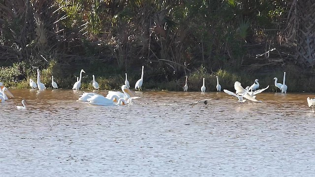 pelikán severoamerický - ML631421123