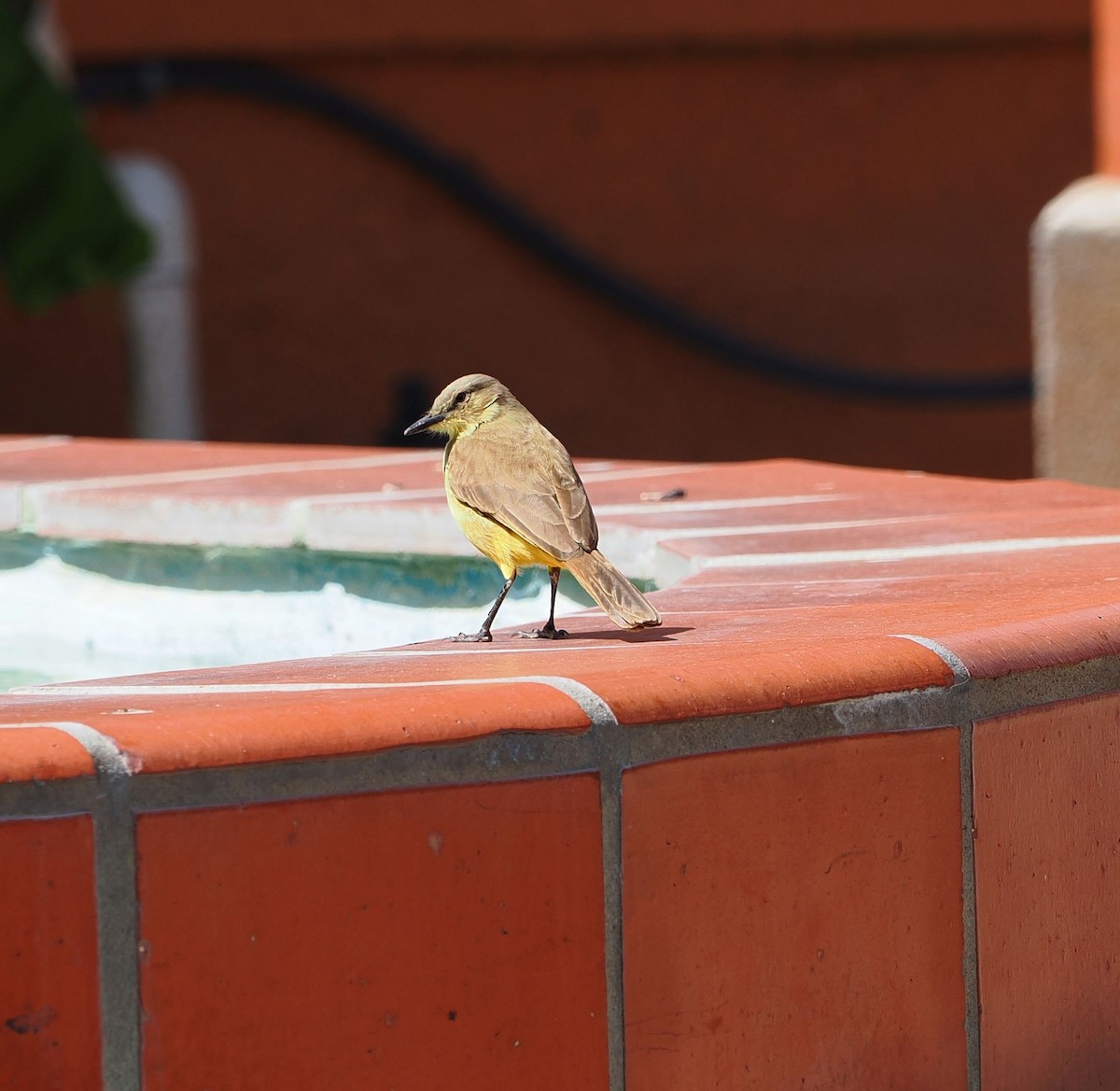 Cattle Tyrant - ML631421125