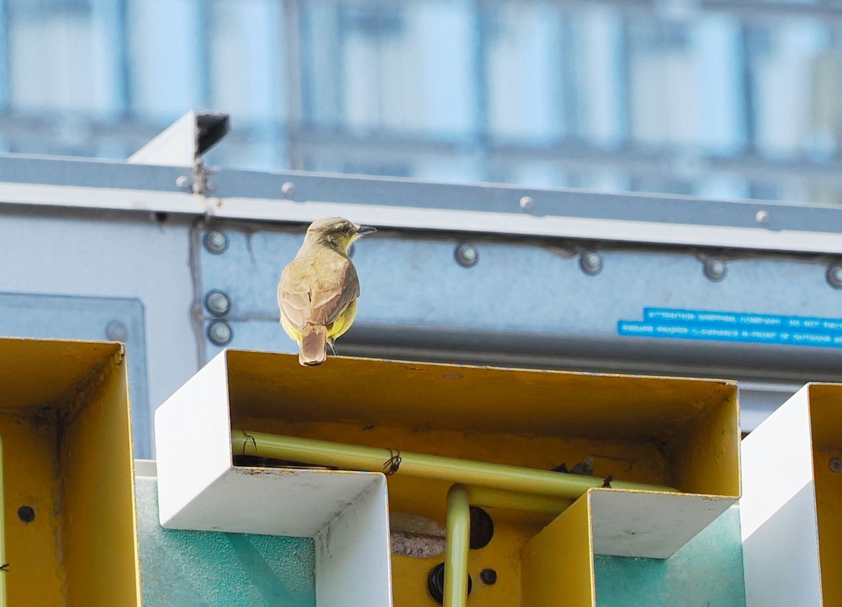 Cattle Tyrant - ML631421148