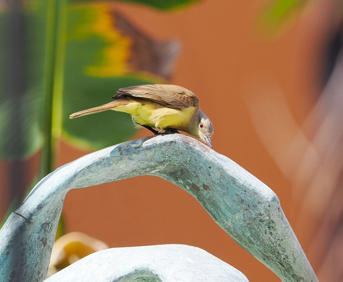 Cattle Tyrant - ML631421149