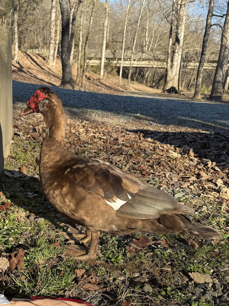 Muscovy Duck (Domestic type) - ML631421290
