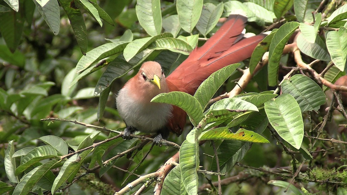 Common Squirrel-Cuckoo - ML631421291