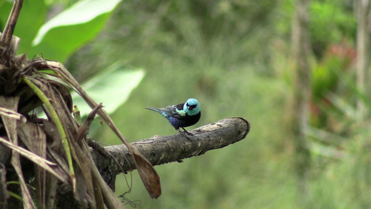 Blue-necked Tanager - ML631421378