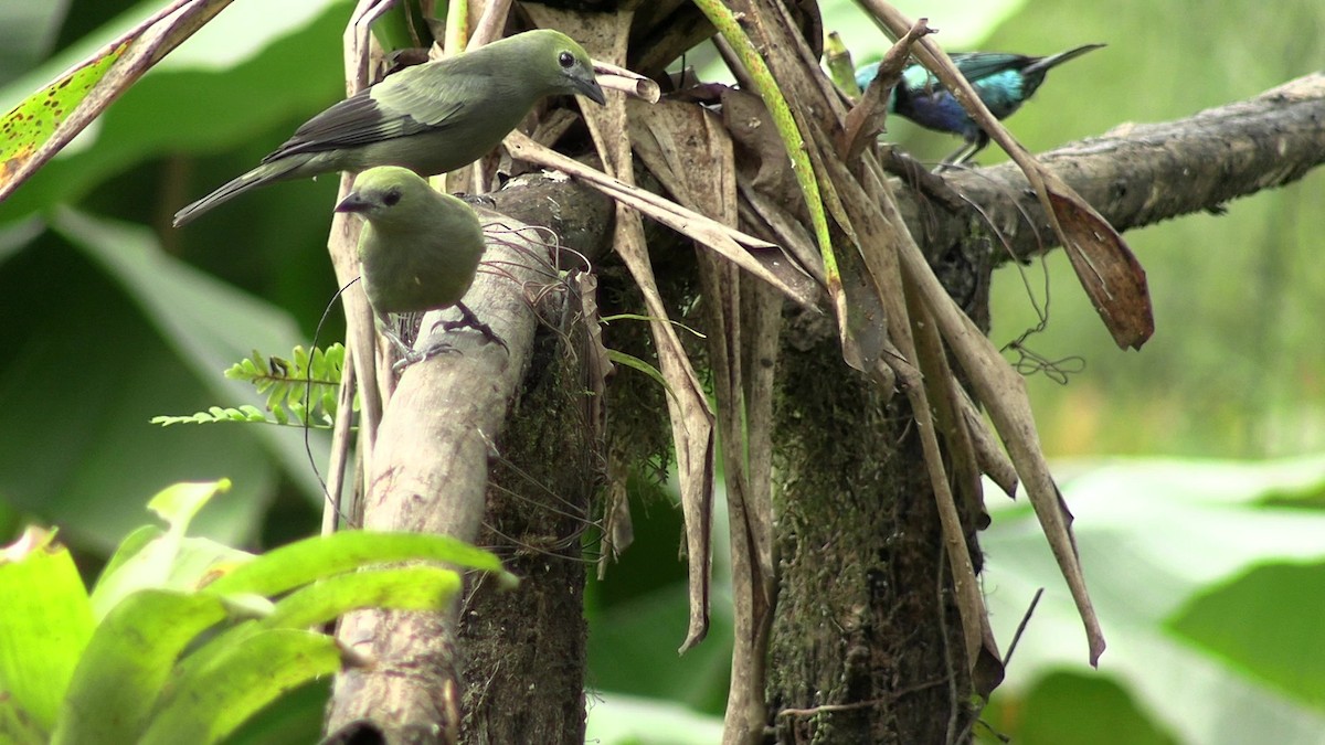 Palm Tanager - ML631421389