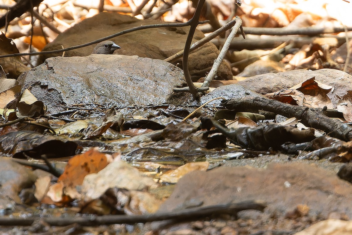 Black-faced Firefinch (Vinaceous) - ML631421417