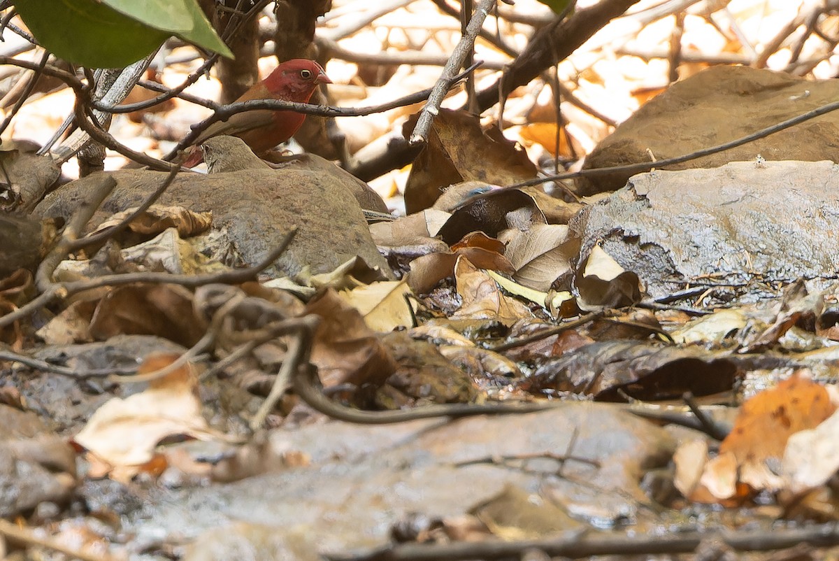 Black-faced Firefinch (Vinaceous) - ML631421418