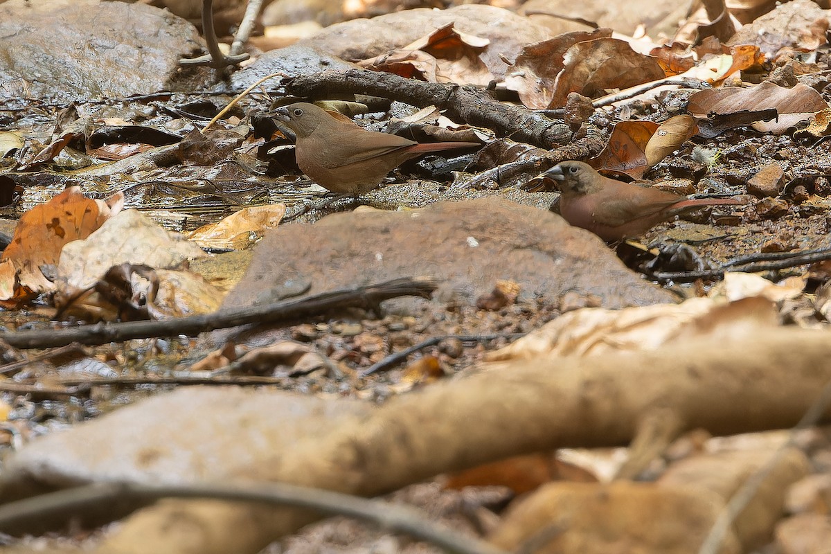 Black-faced Firefinch (Vinaceous) - ML631421419