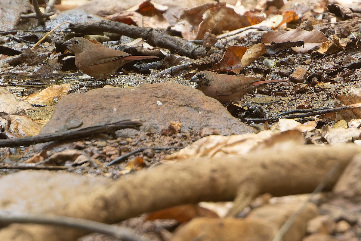 Black-faced Firefinch (Vinaceous) - ML631421420
