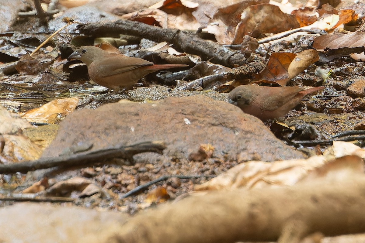 Black-faced Firefinch (Vinaceous) - ML631421421
