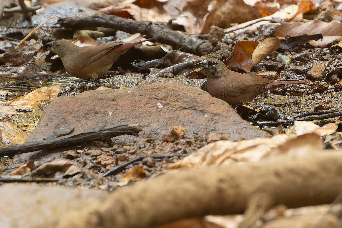Black-faced Firefinch (Vinaceous) - ML631421423