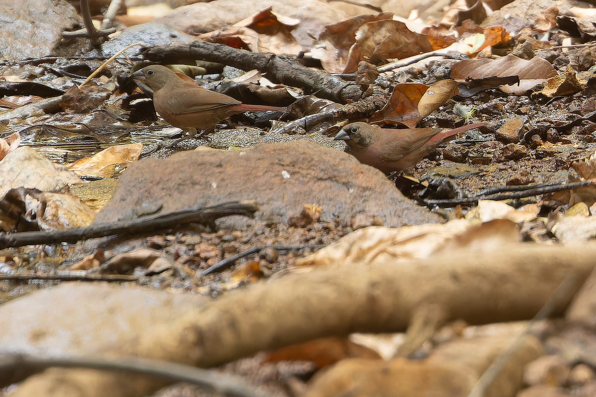 Black-faced Firefinch (Vinaceous) - ML631421424