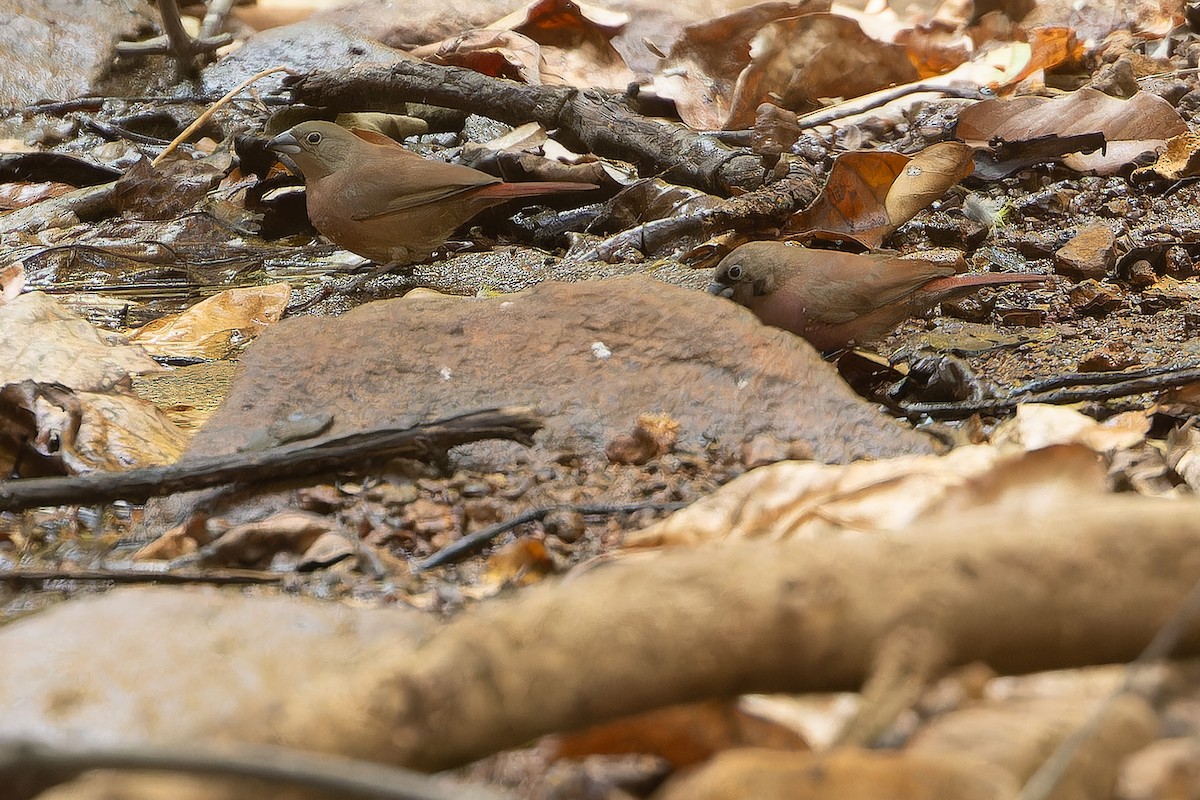 Black-faced Firefinch (Vinaceous) - ML631421426