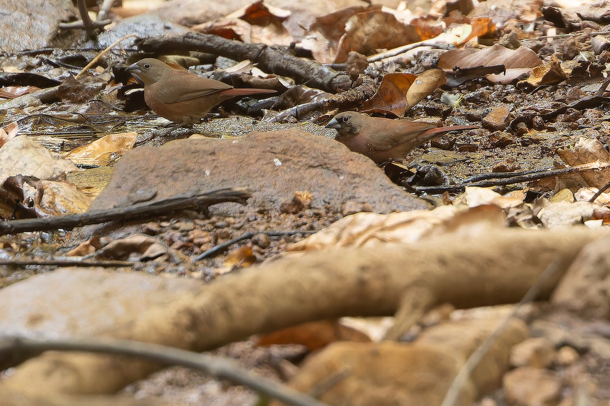 Black-faced Firefinch (Vinaceous) - ML631421427
