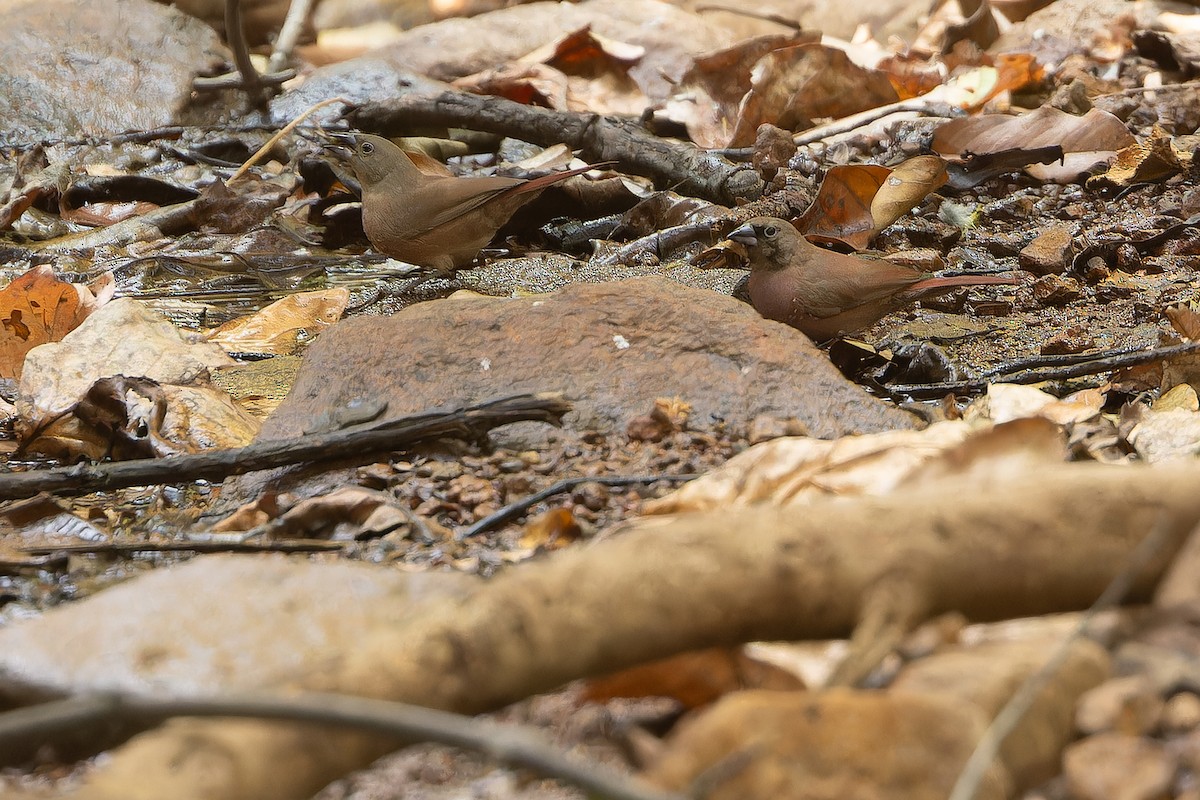Black-faced Firefinch (Vinaceous) - ML631421428