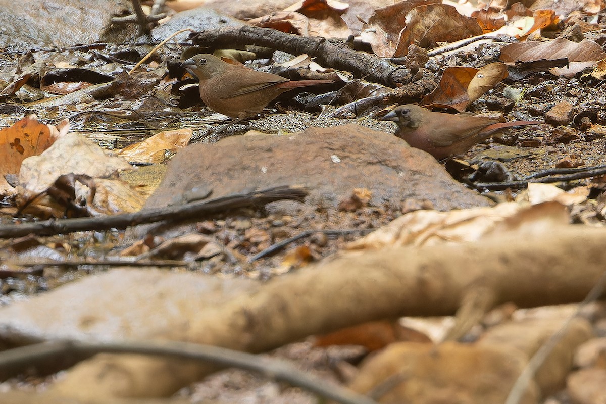 Black-faced Firefinch (Vinaceous) - ML631421429