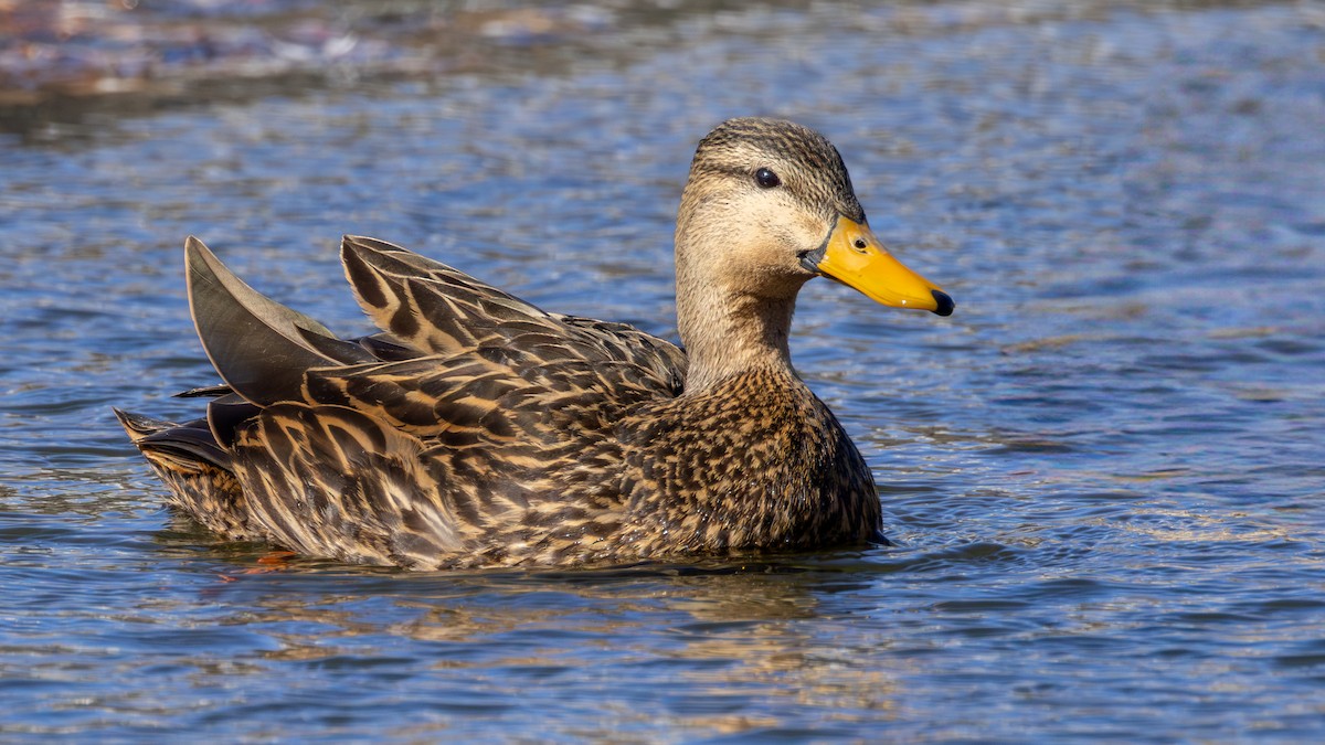 Mottled Duck - ML631421513