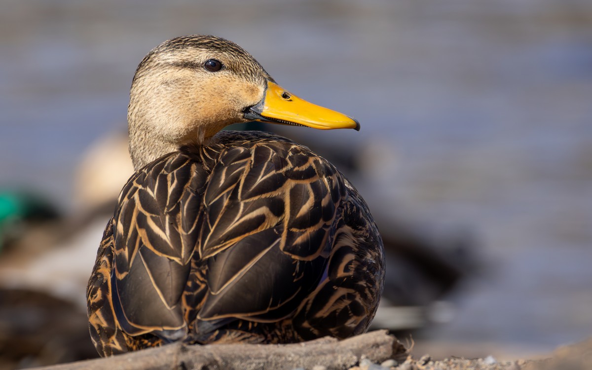 Mottled Duck - ML631421515