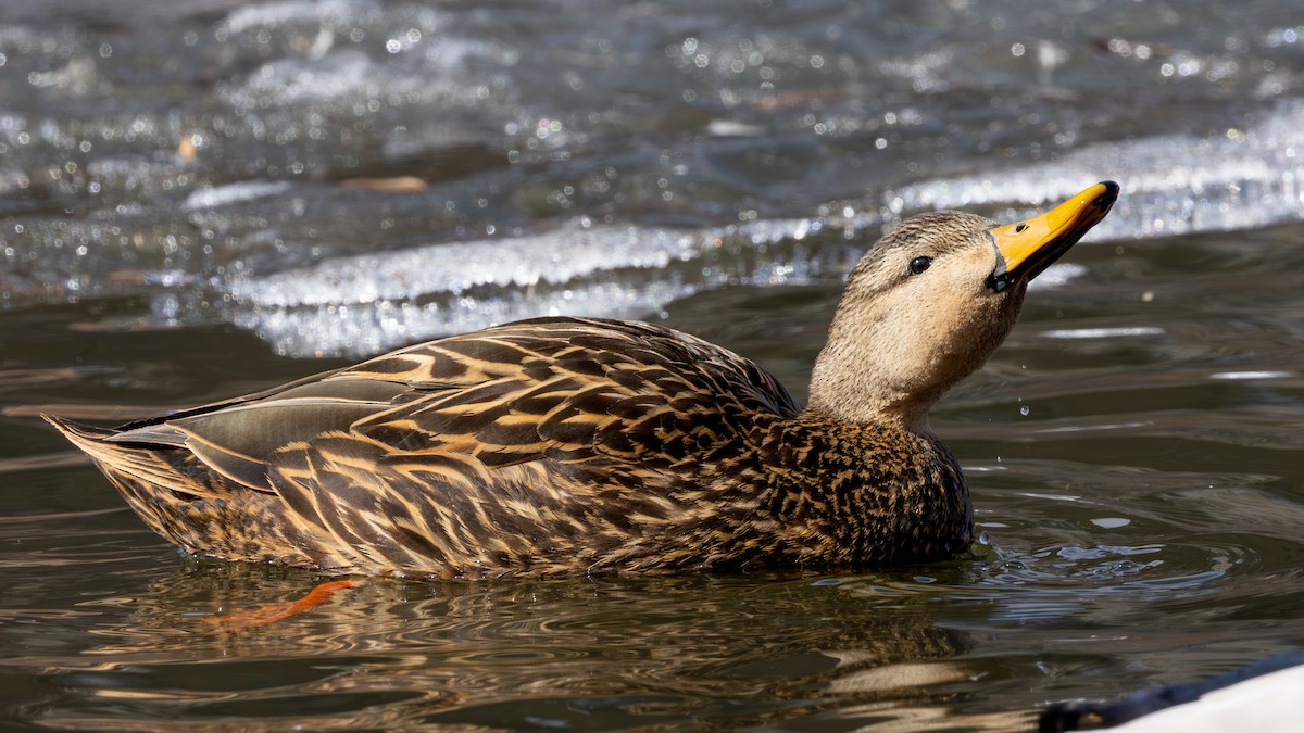Mottled Duck - ML631421516