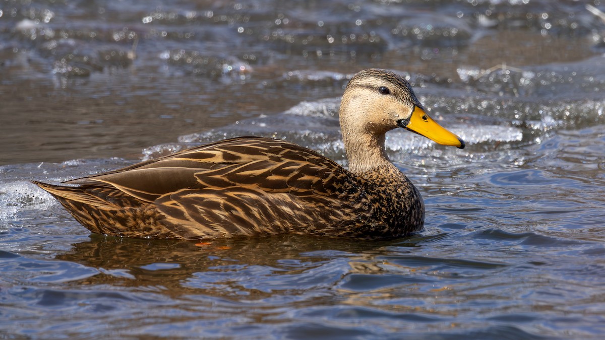 Mottled Duck - ML631421517