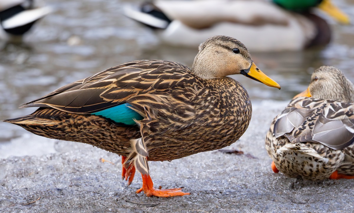 Mottled Duck - ML631421520