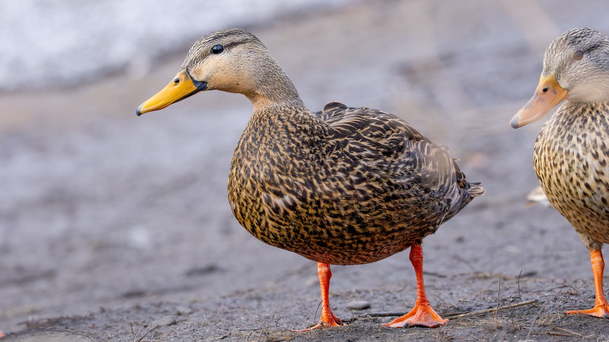 Mottled Duck - ML631421523